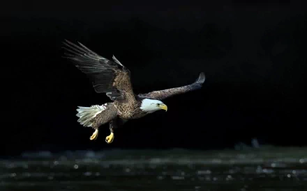 A striking bald eagle in flight against a dark background, showcasing its majestic wings and sharp features. This HD image serves as a captivating desktop wallpaper.