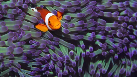 Animal clownfish HD Desktop Wallpaper | Background Image