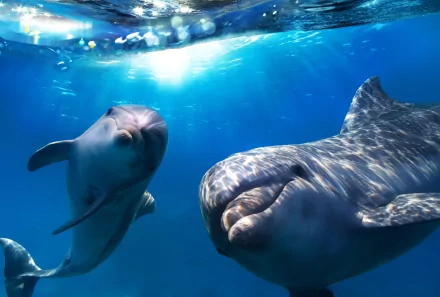 HD desktop wallpaper featuring two dolphins swimming gracefully underwater with sunlight filtering through the water.