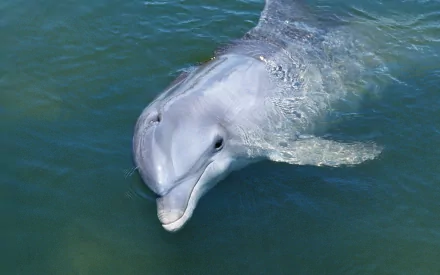 HD PC desktop wallpaper featuring a close-up of a dolphin swimming gracefully in clear blue water.