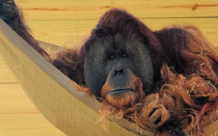 Close-up of an orangutan resting in a hammock, shaggy red fur and calm expression — 2K Quad HD PC desktop wallpaper background.