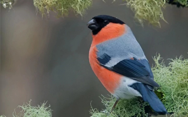 HD PC desktop wallpaper/background of a bullfinch (bird, animal) perched on a lichen-covered branch against a soft, blurred backdrop.