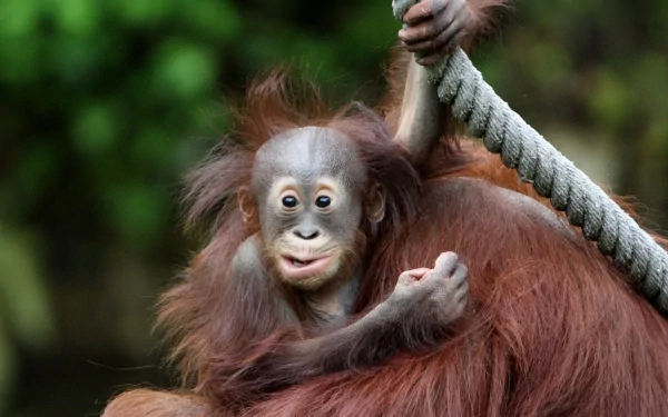 A close-up HD desktop wallpaper of a young orangutan holding onto a rope with a lush green blurred background.