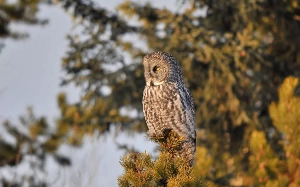 HD desktop wallpaper featuring a great grey owl perched on a pine tree branch with a blurred forest background.