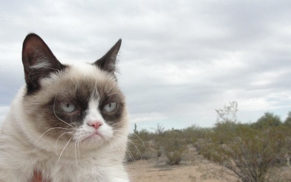 Animal Cat Cats HD Wallpaper | Background Image