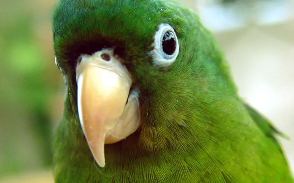 A vibrant green parrot fills the frame, showcasing its striking features. This high-definition image serves as a captivating desktop wallpaper or background.