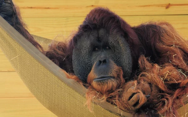 Close-up of an orangutan resting in a hammock, shaggy red fur and calm expression — 2K Quad HD PC desktop wallpaper background.