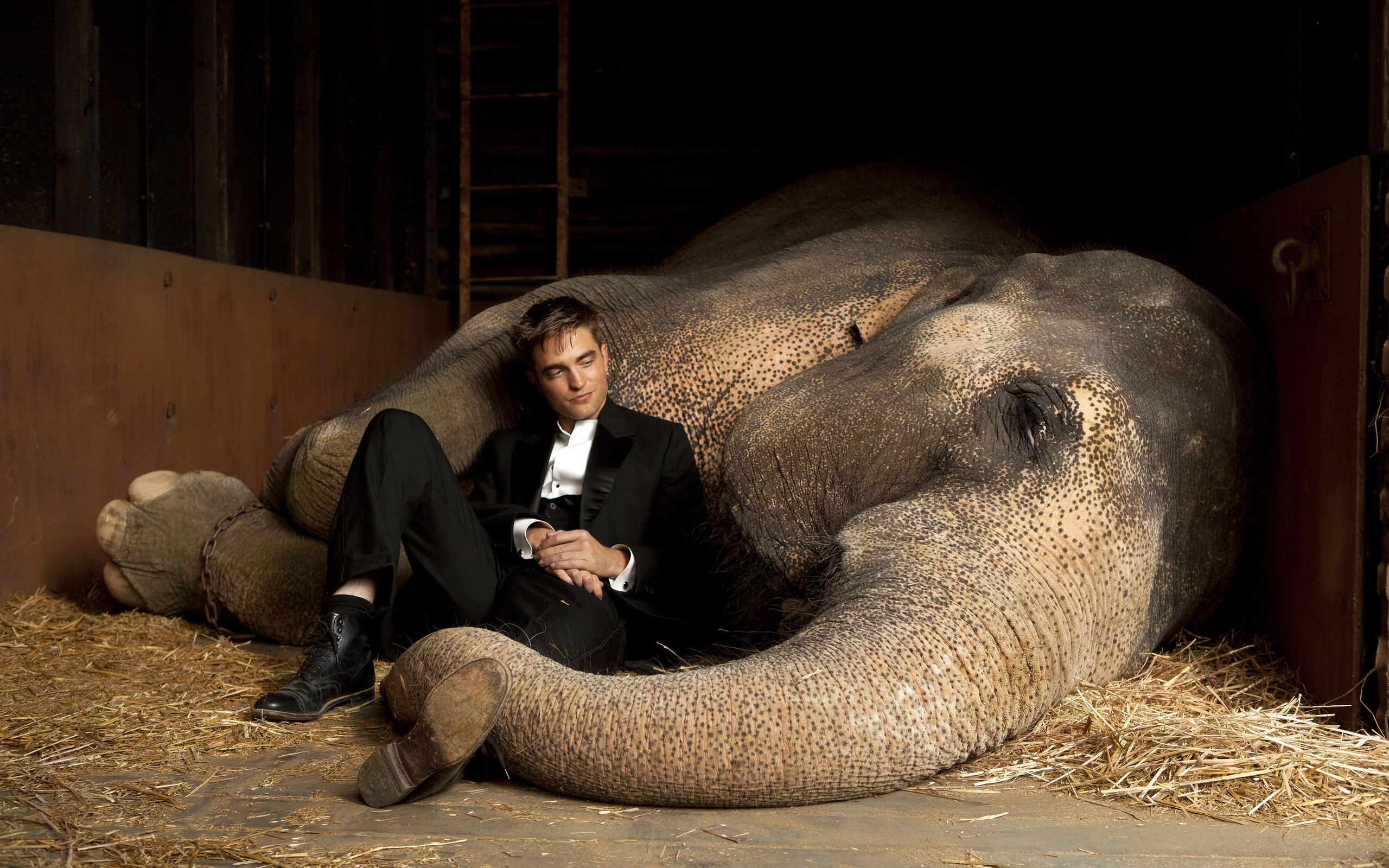 Movie Water For Elephants HD Wallpaper | Background Image