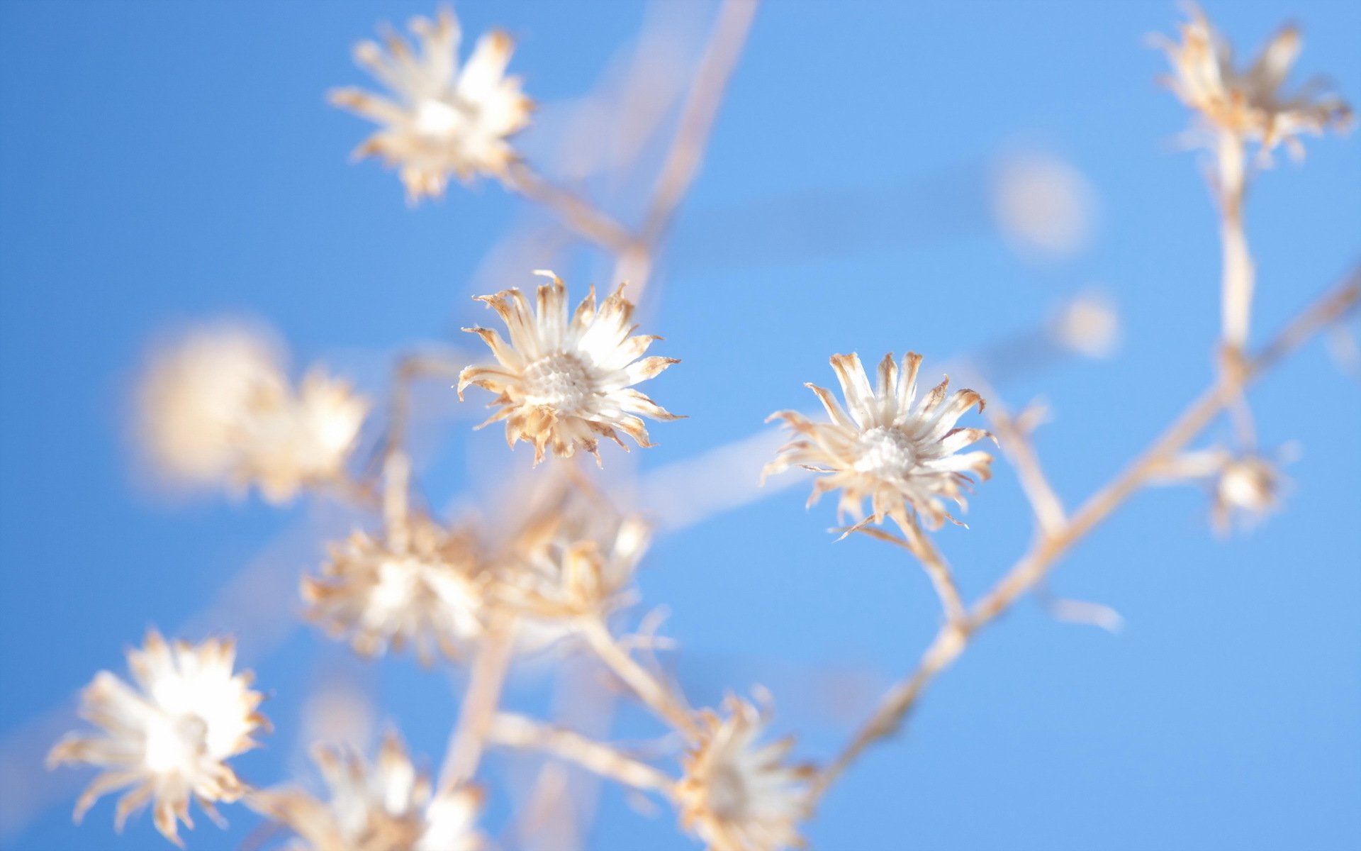 Download Nature Close-up HD Wallpaper