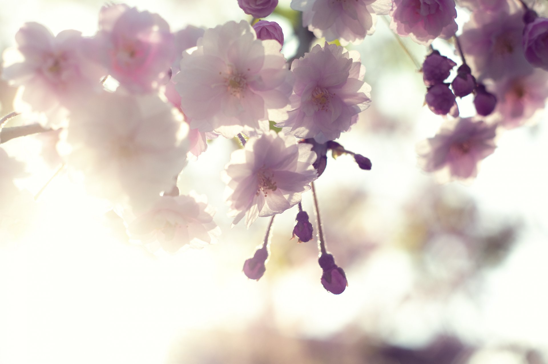 HD PC desktop wallpaper featuring soft-focus blossoms in nature, with delicate pink flowers bathed in gentle sunlight.