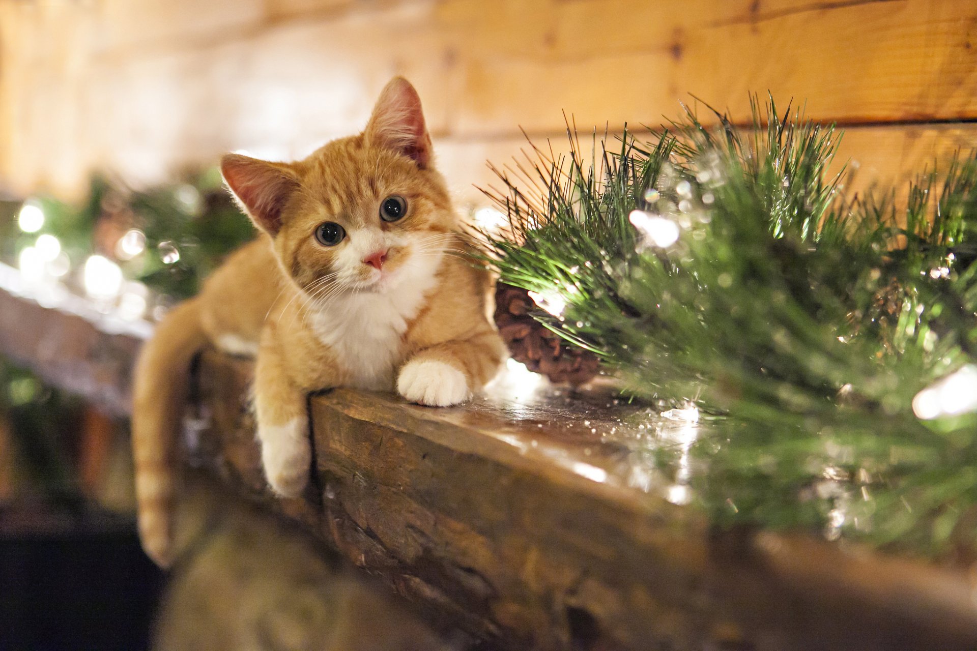 A charming orange tabby cat rests on a rustic wooden ledge adorned with greenery and twinkling lights, creating a warm and inviting HD desktop wallpaper background.