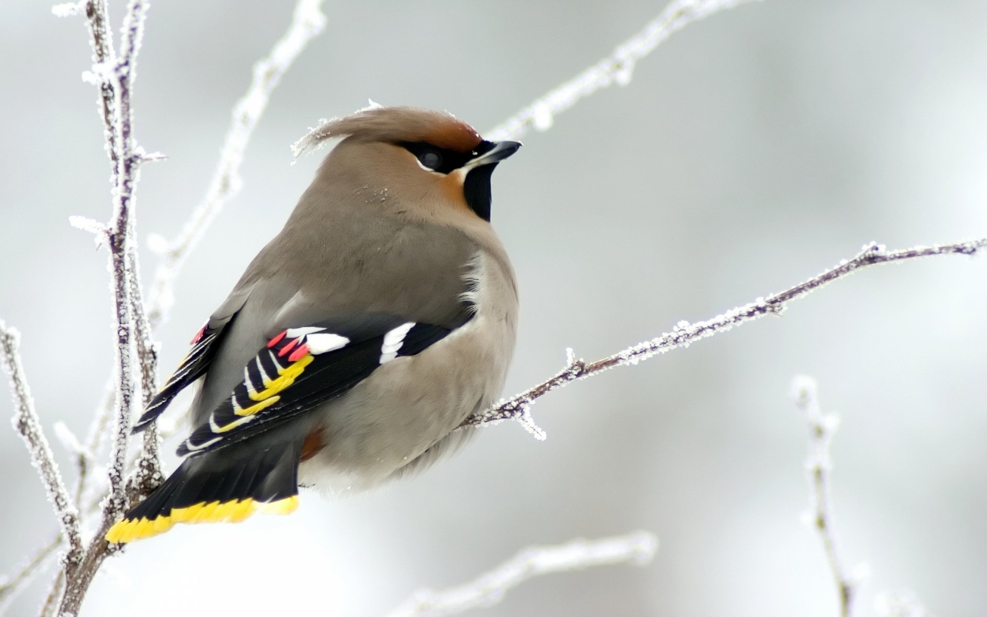HD desktop wallpaper featuring a cedar waxwing bird perched on a frosted branch, showcasing its colorful plumage against a soft winter background.