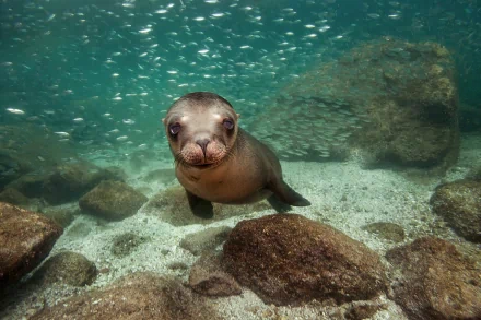 Animal sea lion HD Desktop Wallpaper | Background Image