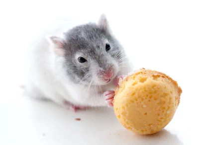 Animal mouse HD Desktop Wallpaper | Background Image