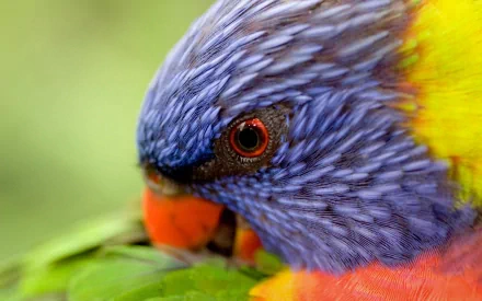 Animal rainbow lorikeet HD Desktop Wallpaper | Background Image