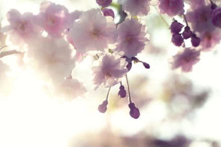 nature blossom HD Desktop Wallpaper | Background Image