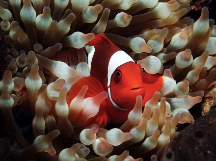 Animal clownfish HD Desktop Wallpaper | Background Image