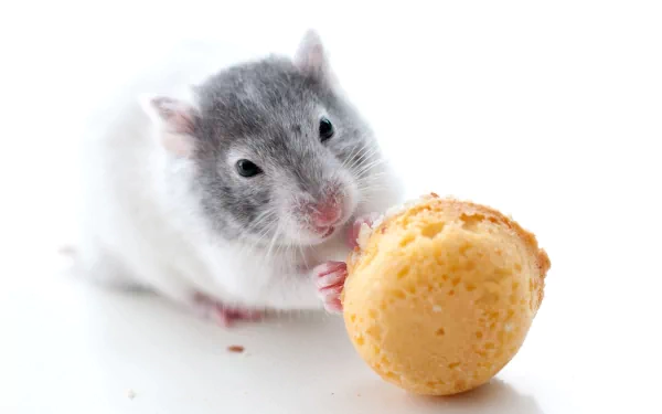 Animal mouse HD Desktop Wallpaper | Background Image