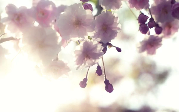 nature blossom HD Desktop Wallpaper | Background Image