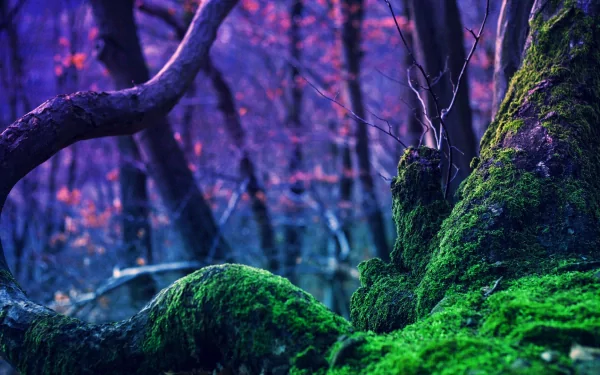 HD PC desktop wallpaper showcasing vibrant green moss-covered tree trunks set against a softly blurred forest background with purple and blue hues.