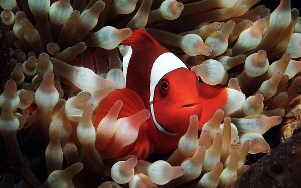 Animal Clownfish Fishes HD Wallpaper | Background Image