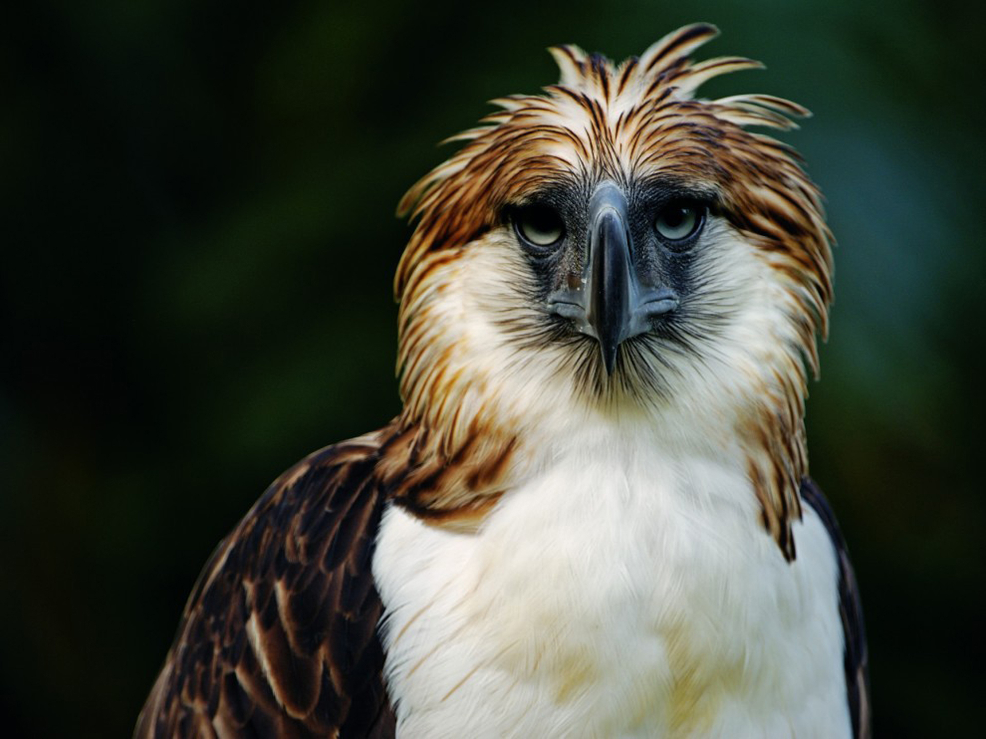 Animal Philippine Eagle HD Wallpaper