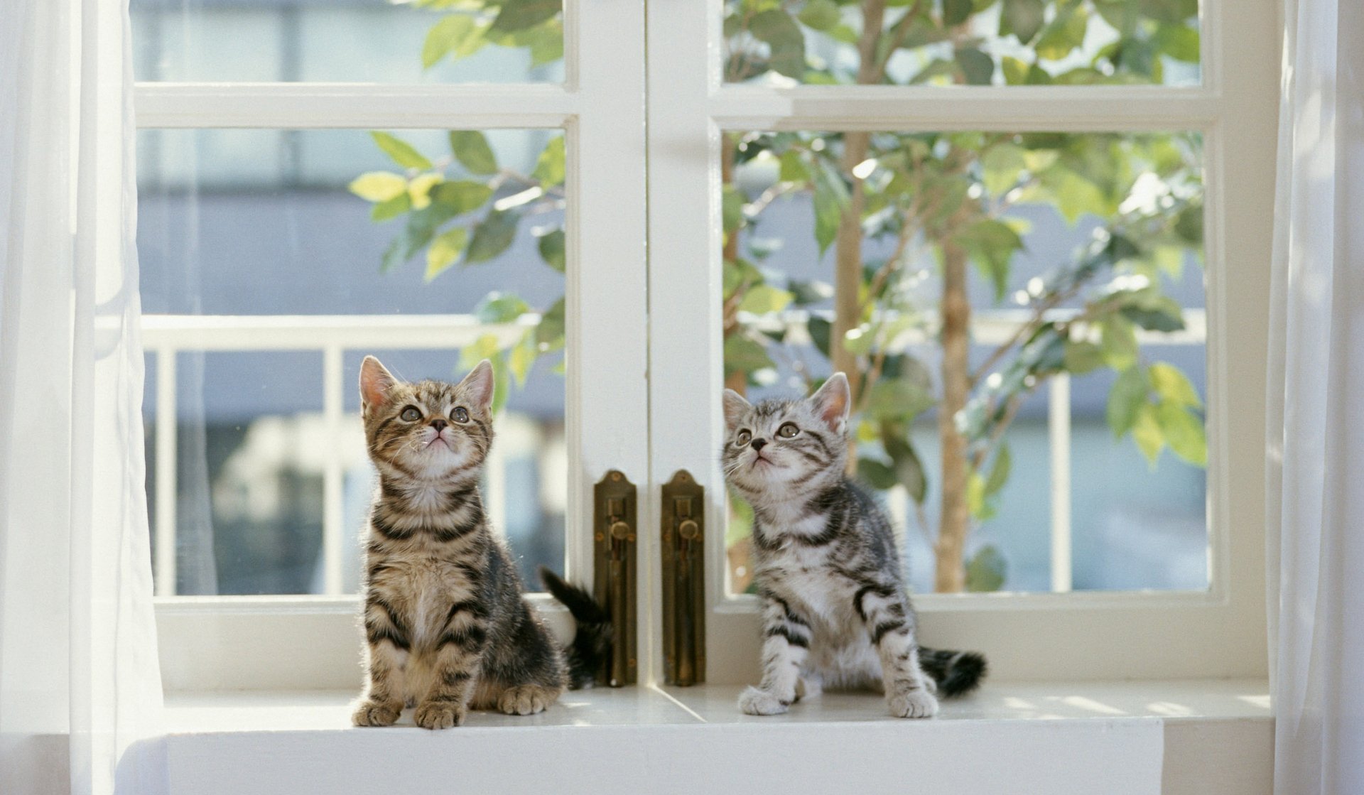 Two playful tabby kittens sit by a bright window, gazing curiously at the outside world, framed by greenery. An inviting HD desktop wallpaper for cat lovers.