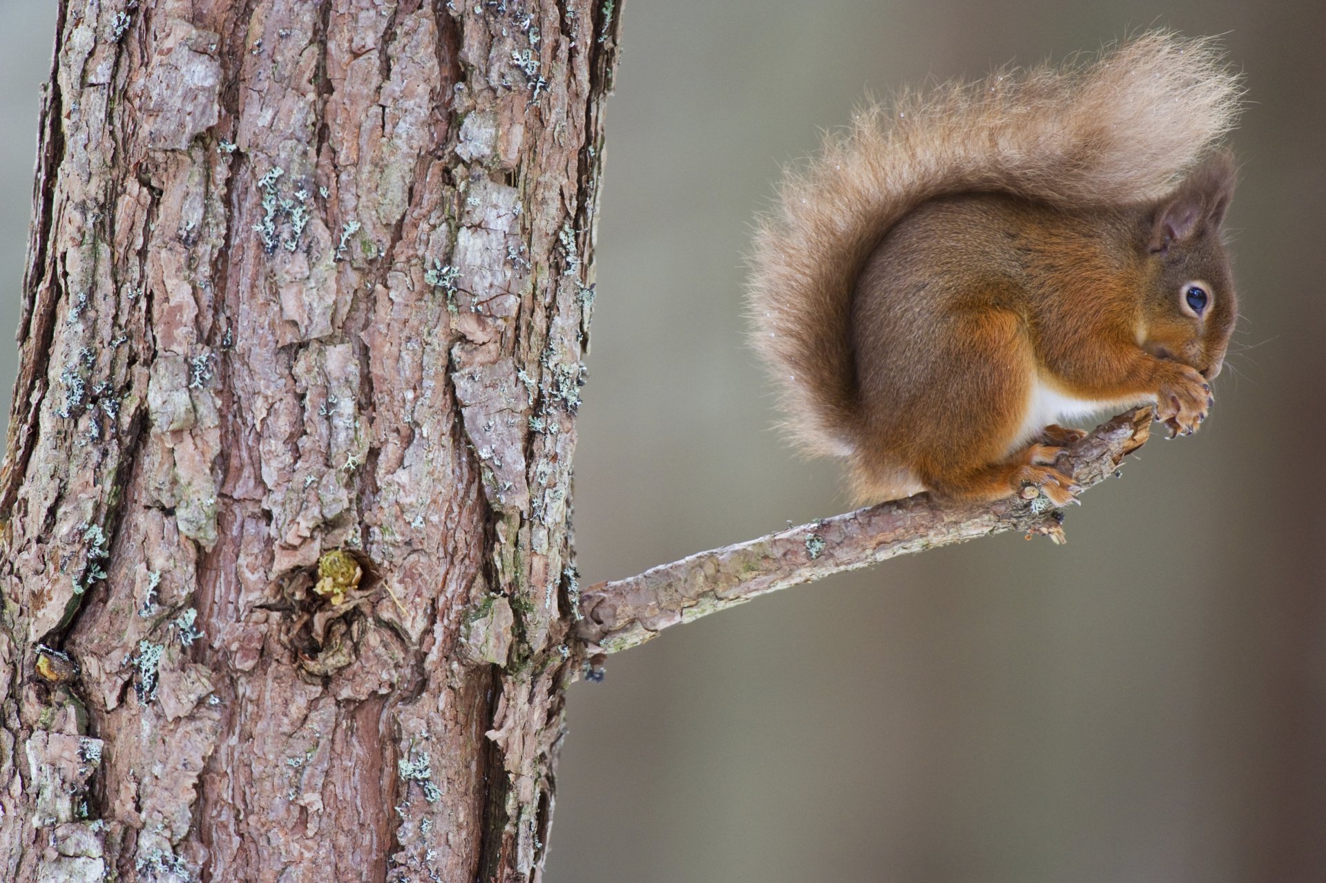 Download Animal Squirrel 4k Ultra HD Wallpaper