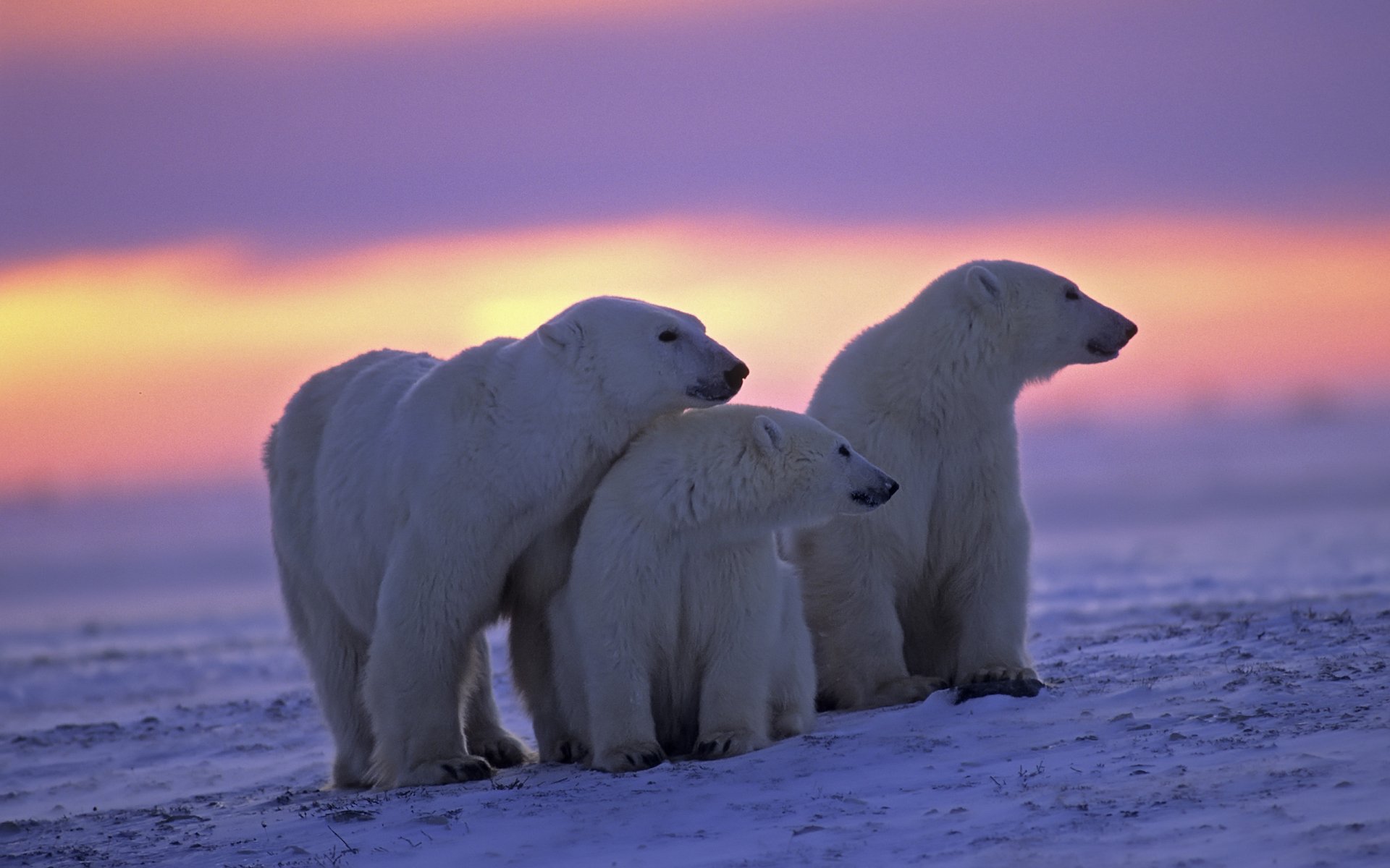Three polar bears stand together against a stunning sunset, showcasing the beauty of their Arctic habitat. This HD wallpaper captures the serene essence of wildlife.