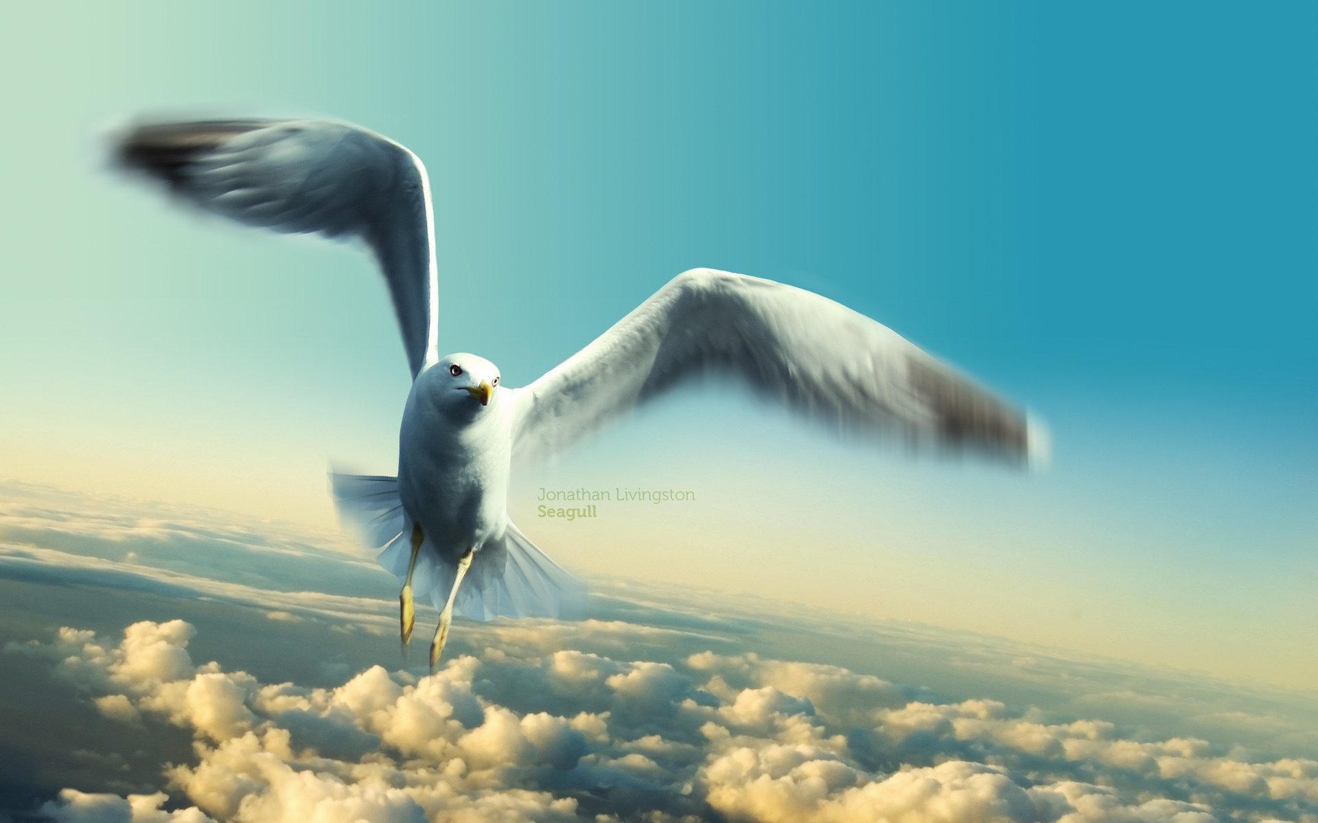 Seagull HD Wallpaper