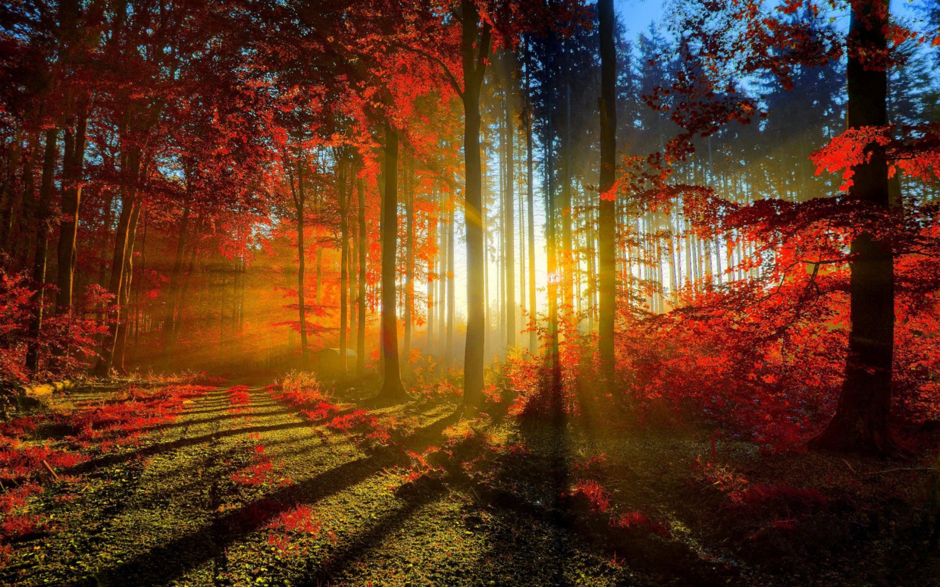 A serene autumn forest bathed in warm sunlight, with vibrant fall foliage and sunbeams filtering through the trees, creating a tranquil natural backdrop for your desktop.