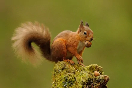 A vibrant HD desktop wallpaper showcasing a squirrel perched on a mossy rock, holding an acorn, with its bushy tail elegantly curled behind it.