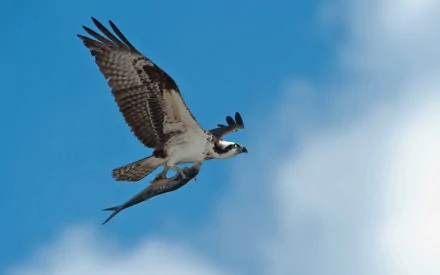 HD PC desktop wallpaper featuring a falcon in mid-flight clutching a fish against a clear blue sky with soft clouds.