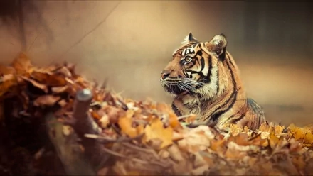 HD desktop wallpaper featuring a majestic tiger amidst autumn leaves, exuding a sense of wild beauty and serenity.