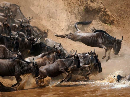 A dynamic scene capturing wildebeests in motion as they leap over water, showcasing the beauty of wildlife in an HD PC desktop wallpaper and background.