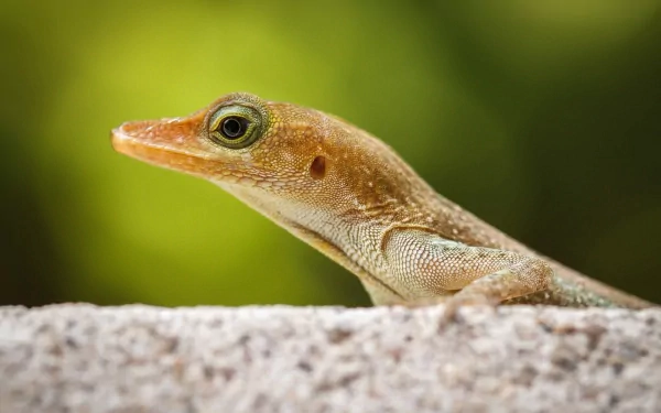 Close-up of a green anole lizard resting on a stone with a soft, blurred green backdrop — HD PC desktop wallpaper and background.