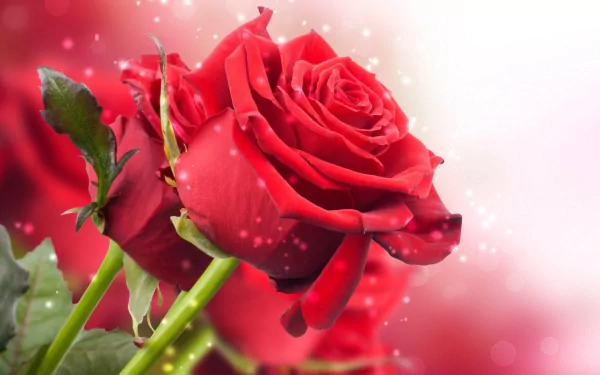 HD desktop wallpaper of a vibrant red rose in full bloom, set against a soft, sparkling background. The image captures the essence of nature's beauty with detailed petals and lush green leaves.
