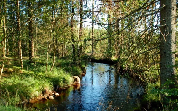 HD PC desktop wallpaper of a serene river flowing through a lush forest, showcasing vibrant greenery and calm water surrounded by tall trees.