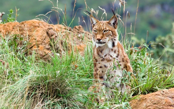 A lynx sits amidst tall grass and rocky terrain, showcasing its distinctive spots and tufted ears in this stunning HD PC desktop wallpaper.