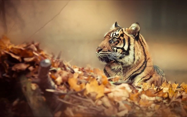 HD desktop wallpaper featuring a majestic tiger amidst autumn leaves, exuding a sense of wild beauty and serenity.
