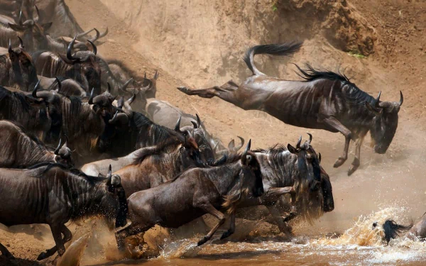 A dynamic scene capturing wildebeests in motion as they leap over water, showcasing the beauty of wildlife in an HD PC desktop wallpaper and background.