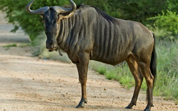 HD PC desktop wallpaper showing a close-up of a wildebeest standing on a dirt path surrounded by green foliage.