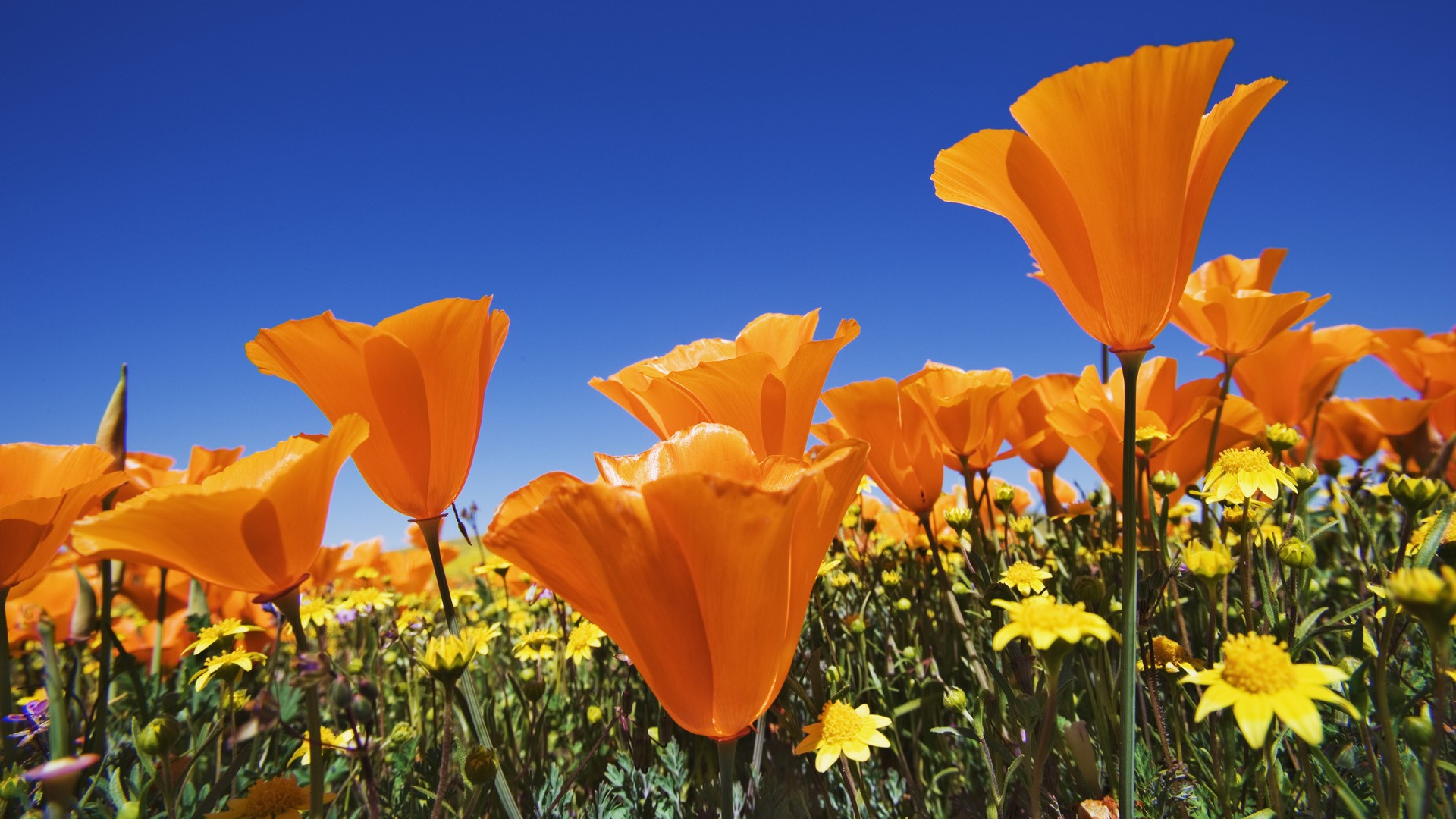 California Poppies Fabric Wallpaper and Home Decor  Spoonflower