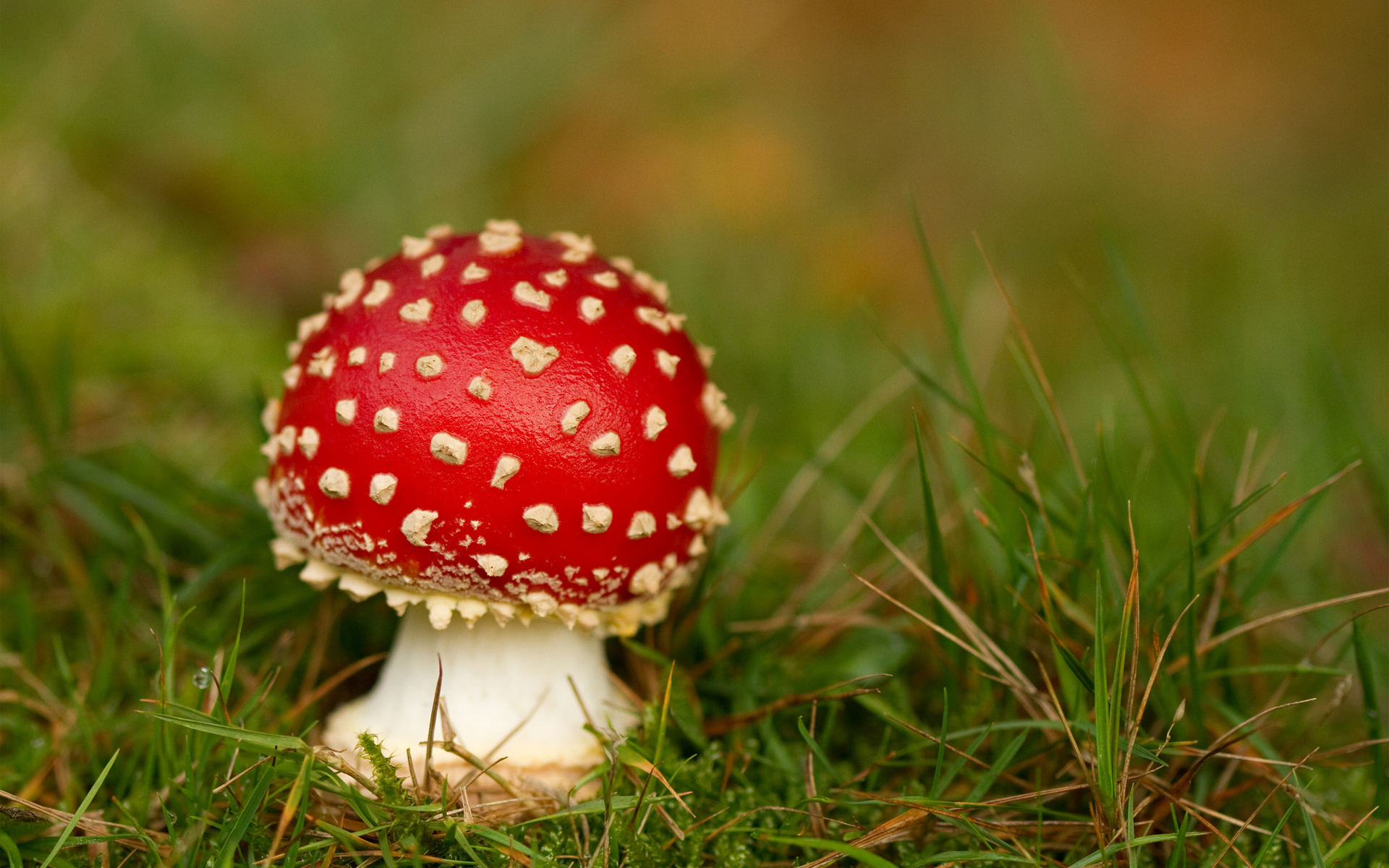 Mushroom HD Wallpaper | Background Image | 1920x1200 | ID ...