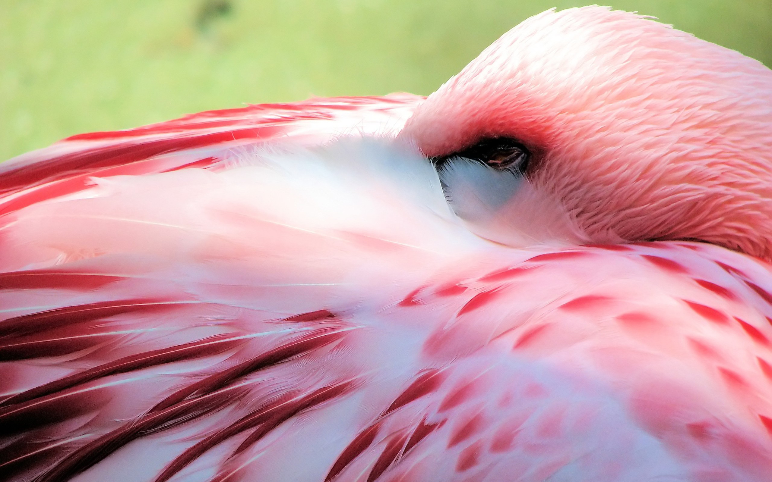Flamingo Full HD Wallpaper and Background Image  2560x1600  ID:344273