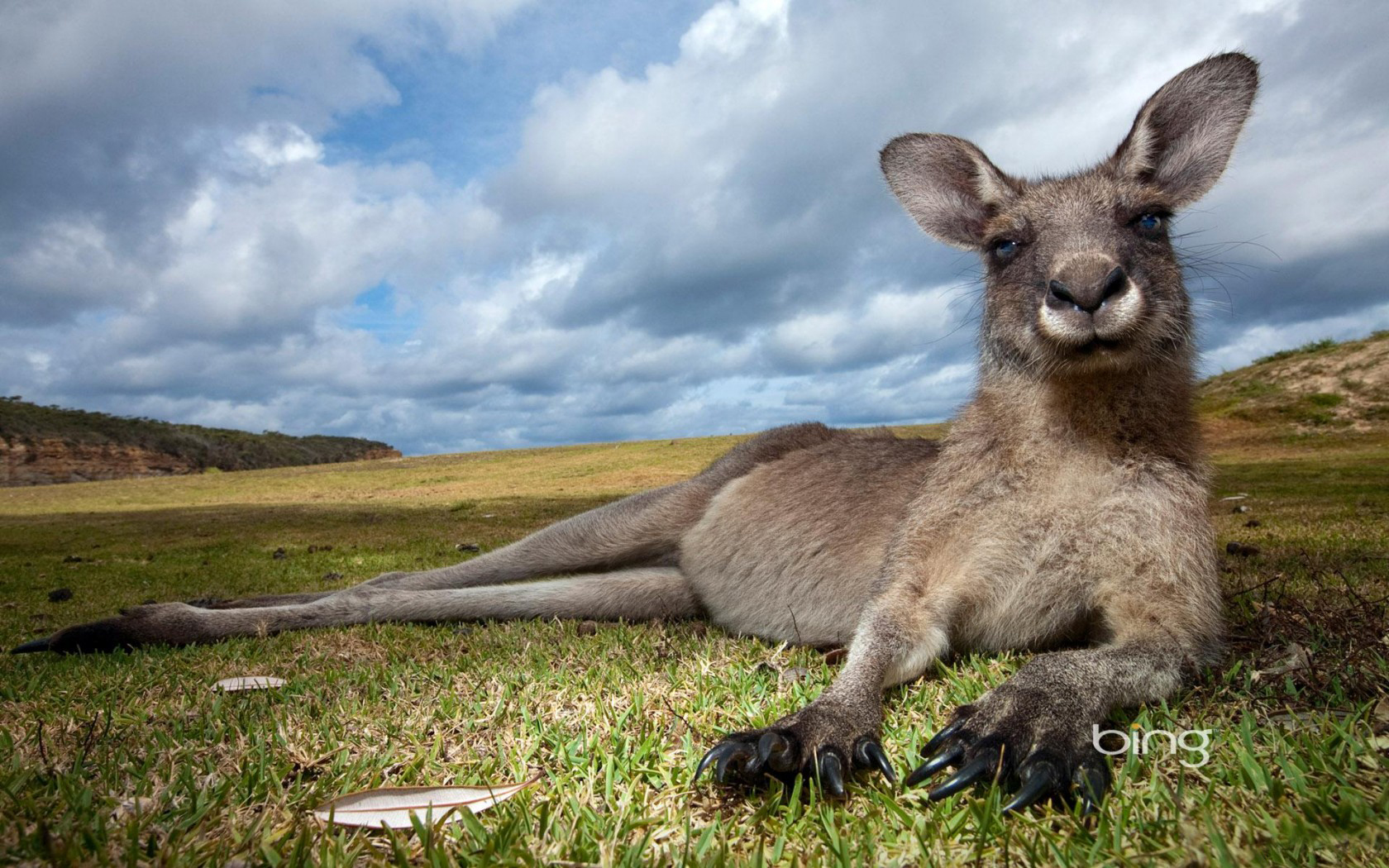 Kangaroo Wallpaper and Background Image | 1680x1050