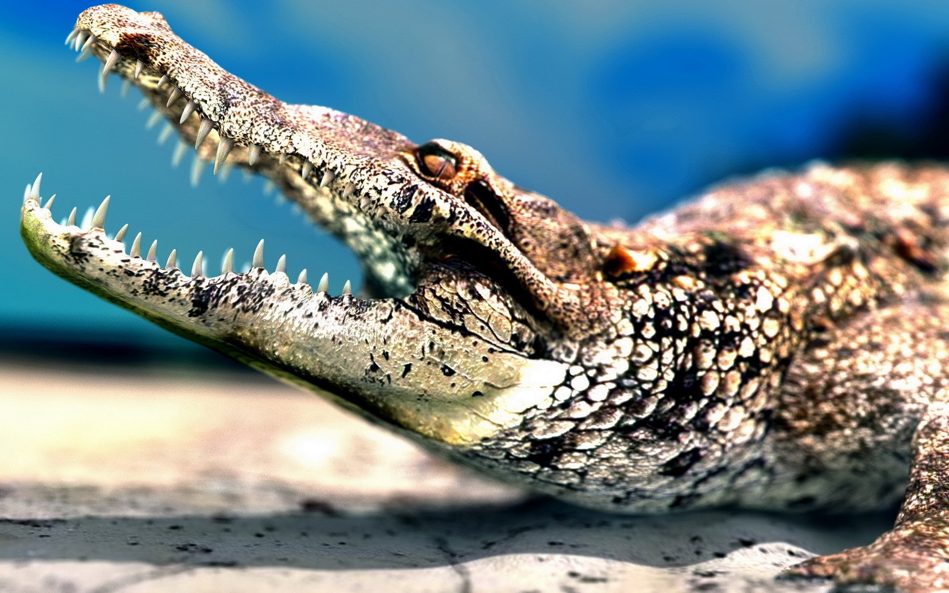 Crocodile , Animal, HQ Crocodile, animal alligator HD wallpaper | Pxfuel
