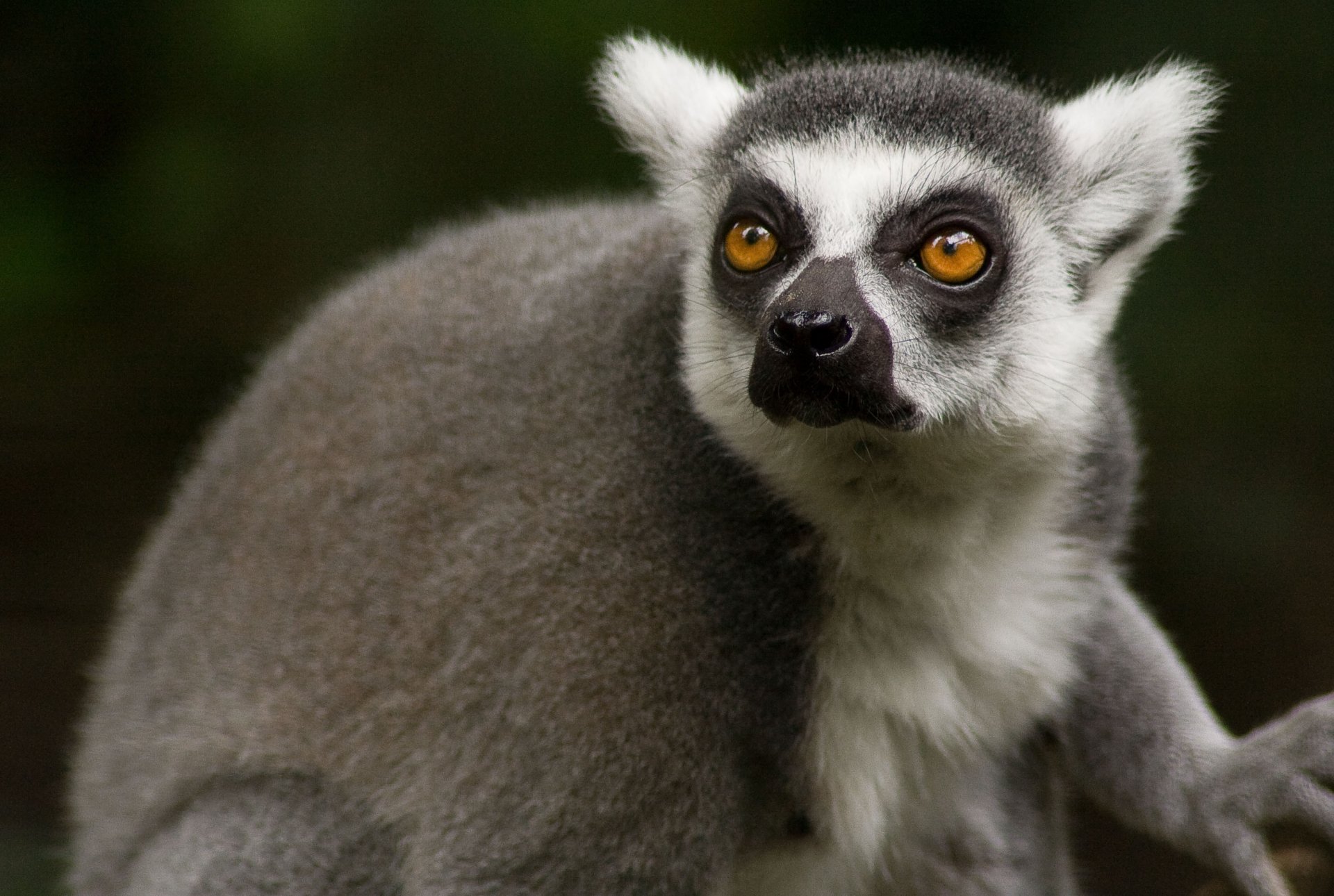 Download Animal Lemur HD Wallpaper