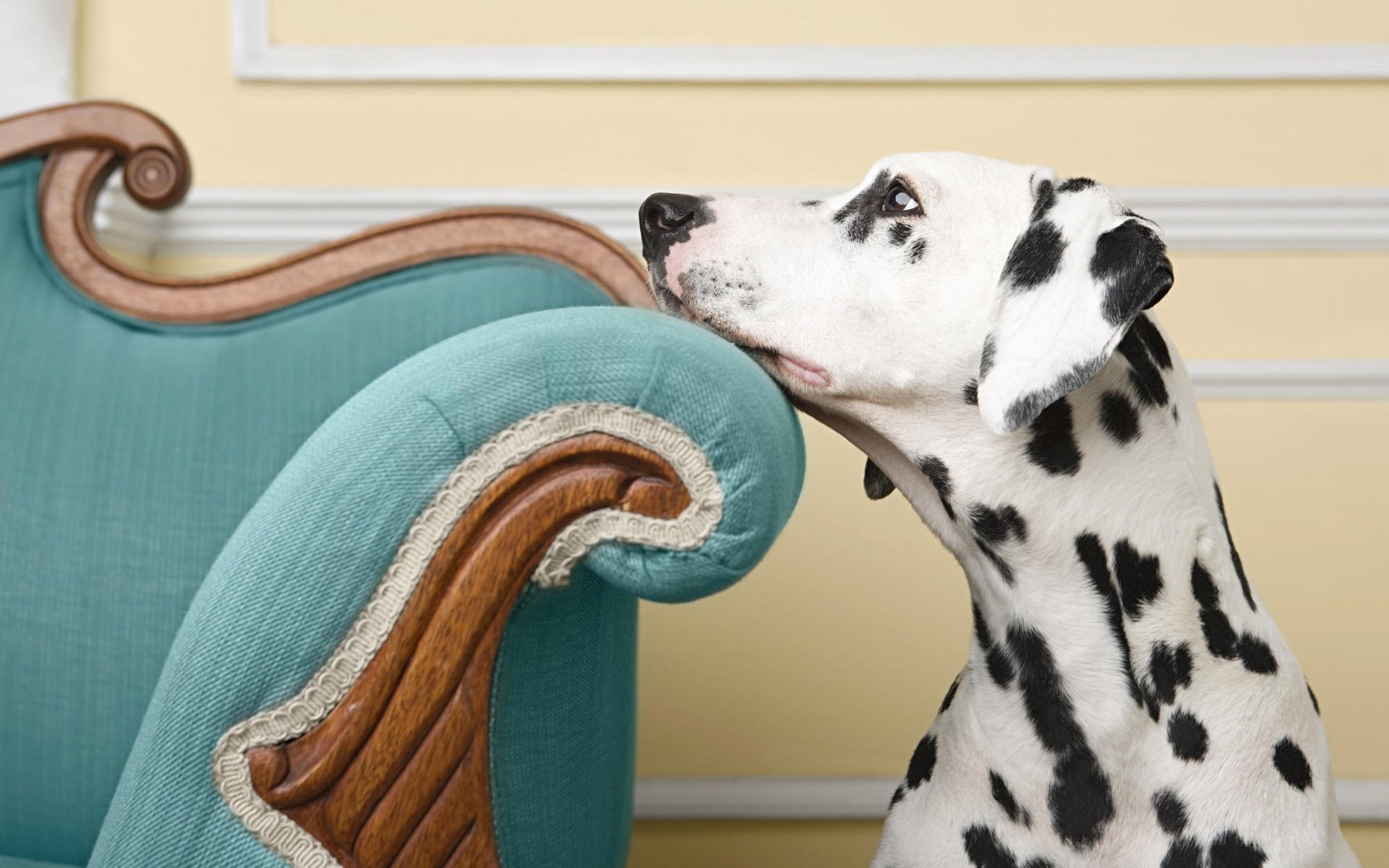 HD desktop wallpaper featuring a cute Dalmatian dog resting its head on the armrest of a vintage teal sofa, showcasing the charm of this spotted animal.