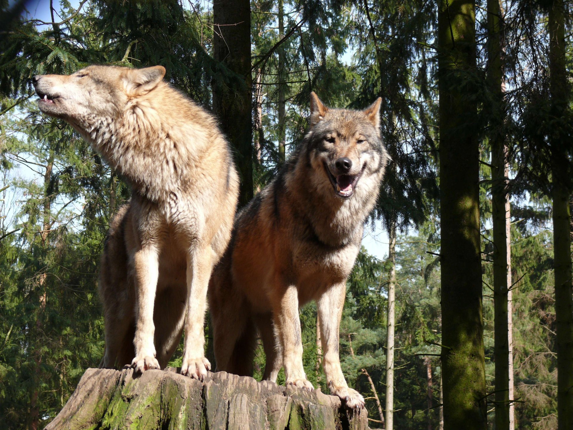 HD desktop wallpaper featuring two wolves standing on a log in a sunlit forest with tall evergreen trees in the background.